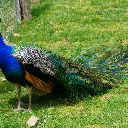Chevrerie Des Oliviers *