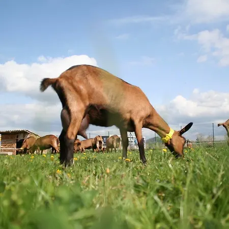 Gospodarstwo agroturystyczne Chevrerie Des Oliviers Saint-Georges-sur-Allier